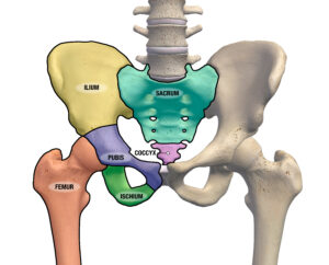 Anatomy of Coccyx (Tailbone)
